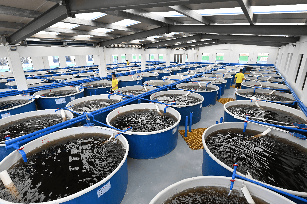 福建鴻億稼農(nóng)業(yè)科技|南美白對蝦工廠養(yǎng)殖成新寵 產(chǎn)量實現(xiàn)飛躍