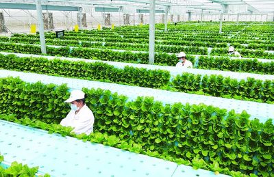 蔬菜長"墻上",好吃又"時尚" --智慧"菜園子"的科技范