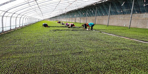 新疆阿拉爾市:設(shè)施農(nóng)業(yè)邁出&ldquo;新步伐&rdquo; &ldquo;高端&rdquo;產(chǎn)品從棚里產(chǎn)