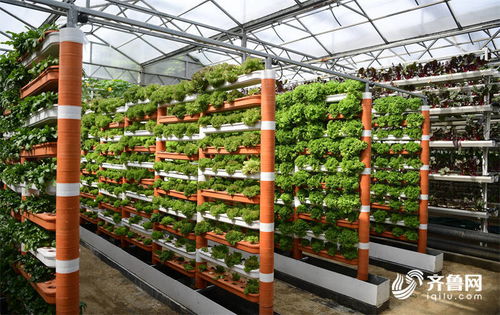 科技為農業(yè)插上騰飛的翅膀——高端智庫看山東菜博會新技術與新品種百花齊放